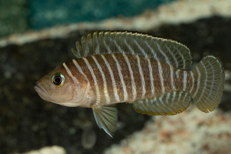 Neolamprologus similis